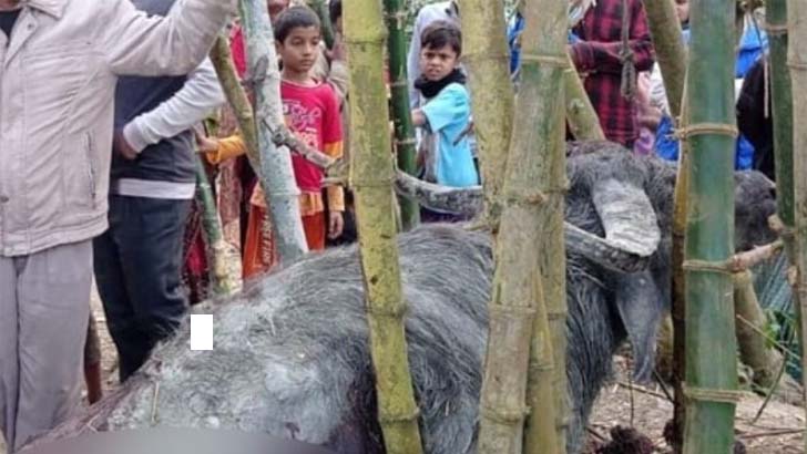 মহিষের আক্রমণে আ.লীগ নেতাসহ ৩ জনের মৃত্যু