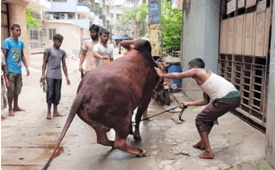 দেশে এক কোটি ৪১ হাজার পশু কোরবানি