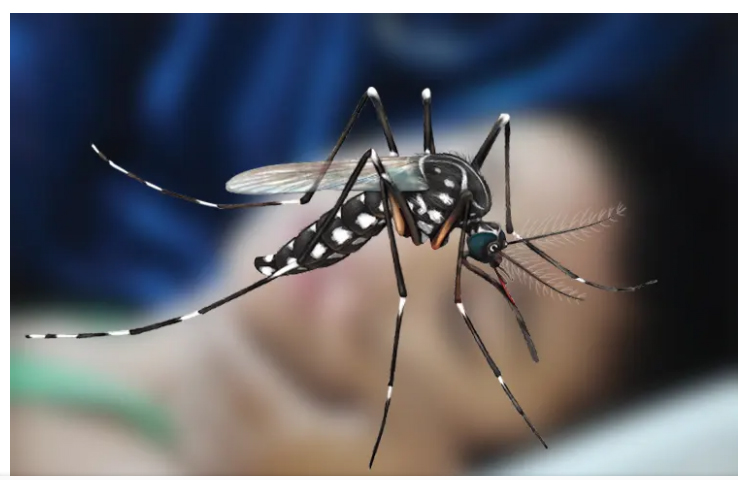 দেশে ডেঙ্গুতে আরও ৬ জনের মৃত্যু, হাসপাতালে ভর্তি ১৪২৪ জন