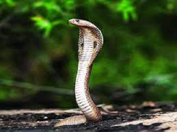 সাপের কামড় খাইয়ে স্ত্রী-কন্যাকে মারলেন স্বামী