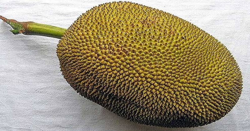 পৃথিবীর সর্ববৃহৎ ফল কাঁঠালের পুষ্টি গুণ