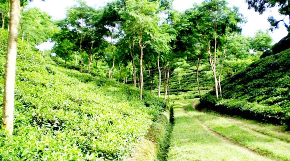 কমলগঞ্জে পরকিয়ার বলি স্বরসতি, প্রেমিকাসহ স্বামী আটক