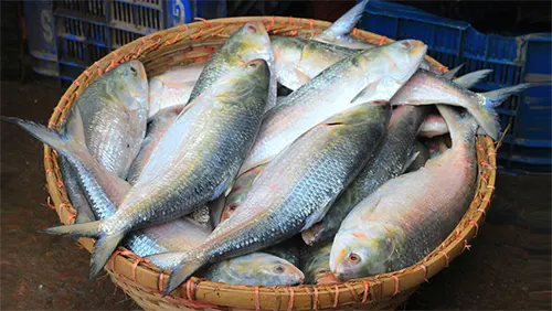 বাংলাদেশের ইলিশ আসার খবরে পশ্চিমবঙ্গে সকলে খুশি