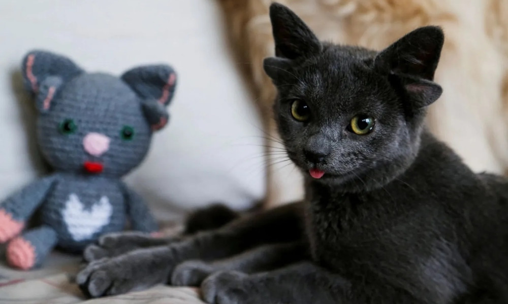 ‘কালো বিড়াল’ দত্তক নিষিদ্ধ করল স্পেন