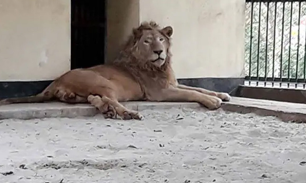 মিরপুর চিড়িয়াখানার খাঁচা থেকে বেরিয়ে গেল সিংহ
