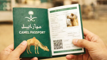 উটের জন্য পাসপোর্ট চালু করেছে সৌদি?