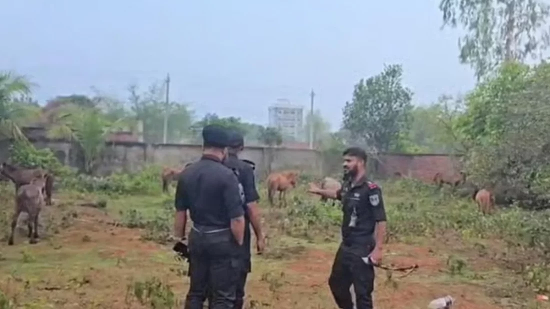 গরুর মাংস বলে বিক্রি করার জন্য ১২টি ঘোড়া জবাই, ২৫টি জীবিত উদ্ধার