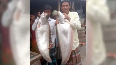 সাড়ে ১৬ হাজারে বিক্রি হলো দুই চিতল