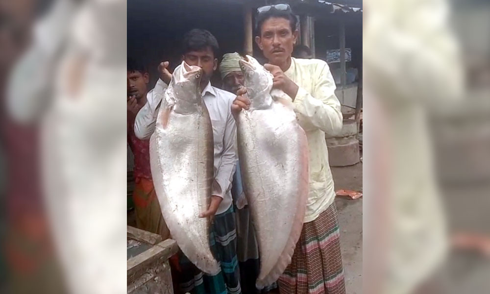 সাড়ে ১৬ হাজারে বিক্রি হলো দুই চিতল