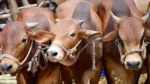 পশ্চিমবঙ্গে খামারিদের ঘরে ঘরে কান্নার রোল