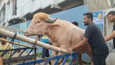 আলোচিত সেই মহিষটির ঠিকানা হচ্ছে চিড়িয়াখানা