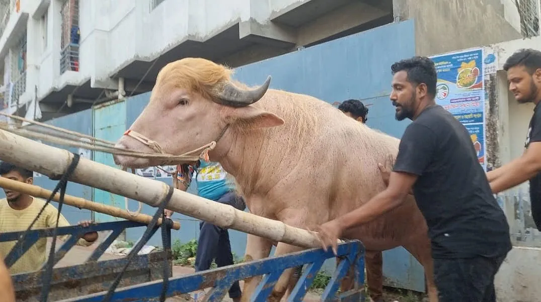 আলোচিত সেই মহিষটির ঠিকানা হচ্ছে চিড়িয়াখানা